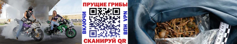 магазин продажи   Холм  Псилоцибиновые грибы Psilocybe 